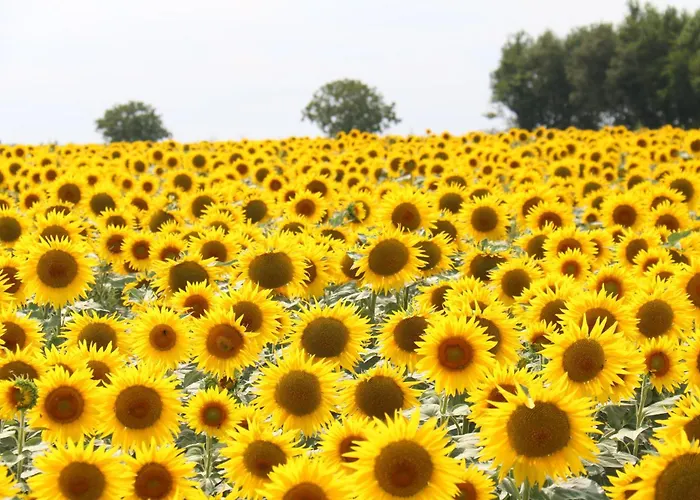 Logis La Tour - La Tour Saint-Laurent-de-la-Salle